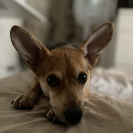 Luna profile