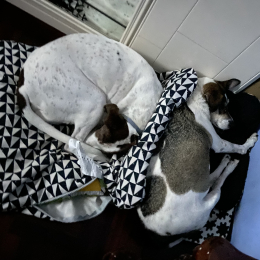 Diego e stella profile