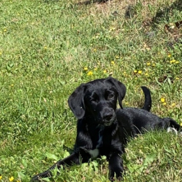 Romy profile