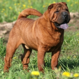 Samy profile