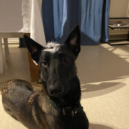 Tayko profile