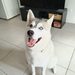 Tala profile
