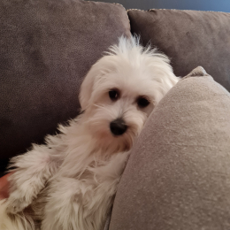 Shyva profile