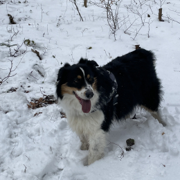 Olly profile
