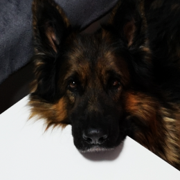 Jocky profile