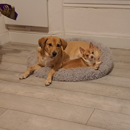 Calineetnino profile