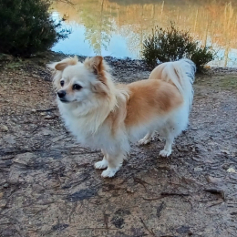 Oggy profile
