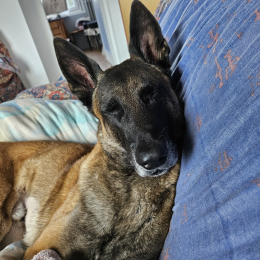 Max profile