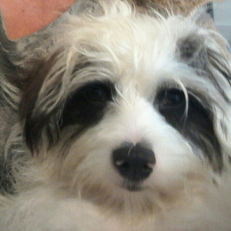 Milou profile