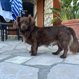 Sammy profile