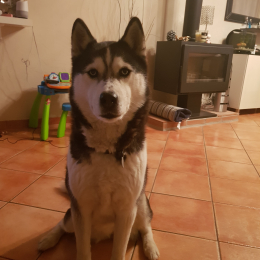 Joika profile