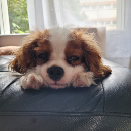 Spotty profile