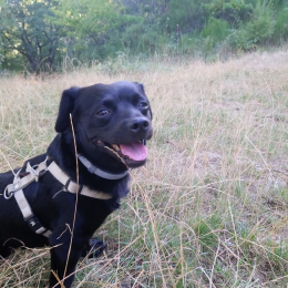 Doggo profile