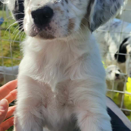 Volffy profile