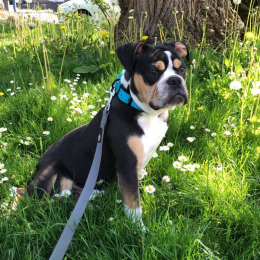Marion profile