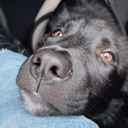 Pablo profile