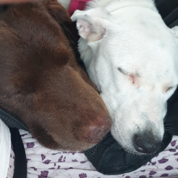 Lewis et tchoupie profile