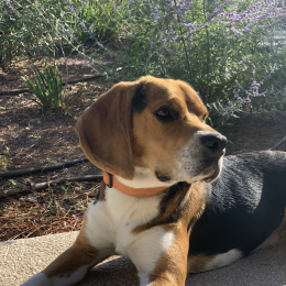 Rio profile
