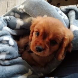Léon profile