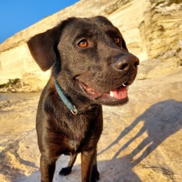 Pumba profile