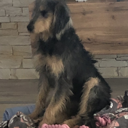 Maya profile