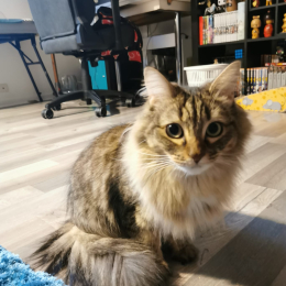 Sushi profile
