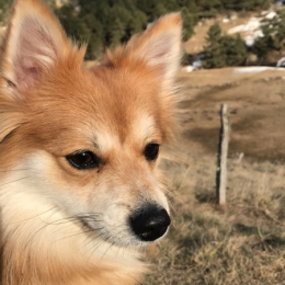 Perly profile