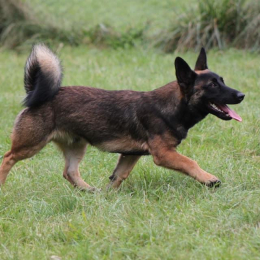 Koda profile