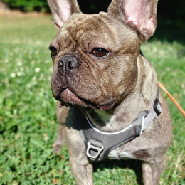 Simba profile