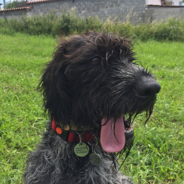 Oscar profile