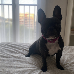 Peppa profile