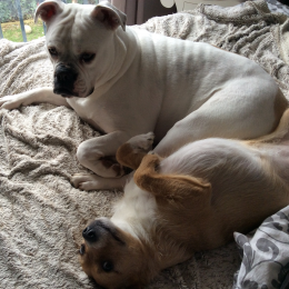 Cooper et luffy profile