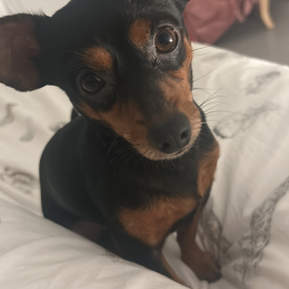 Rio profile