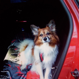 Enzo profile