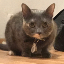 Minichat profile