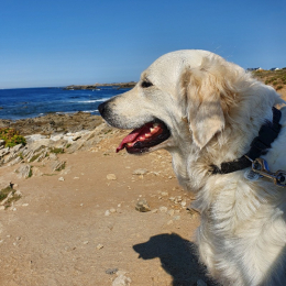 Oia profile