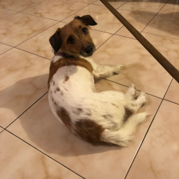 Jack profile