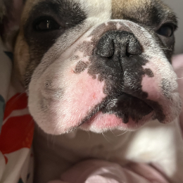 Bajie profile