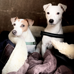 Snow et melba profile