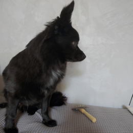 Doggo profile
