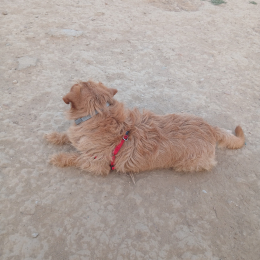 Aïcha profile