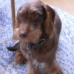 Filou profile