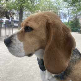 Reinette profile
