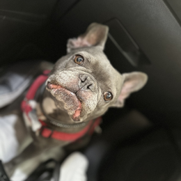 Carlotta profile
