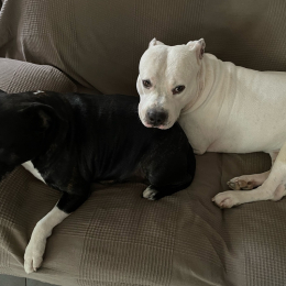 Mao et jango profile