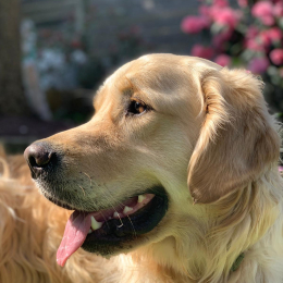 Phoenix profile