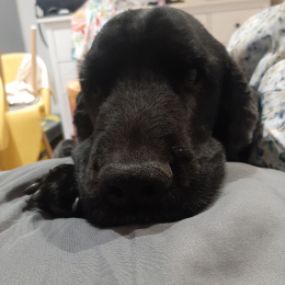 Klaxon profile