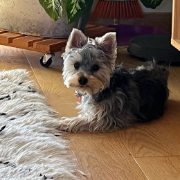 Winston profile