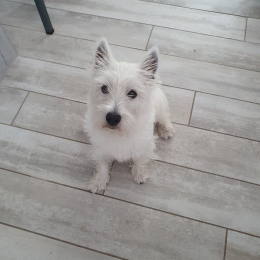 Sparky profile