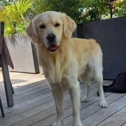 Milo profile